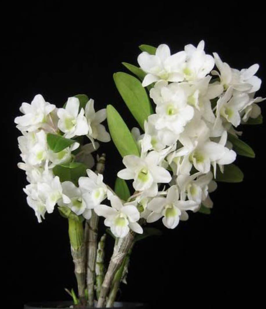 Dendrobium Angel Baby 