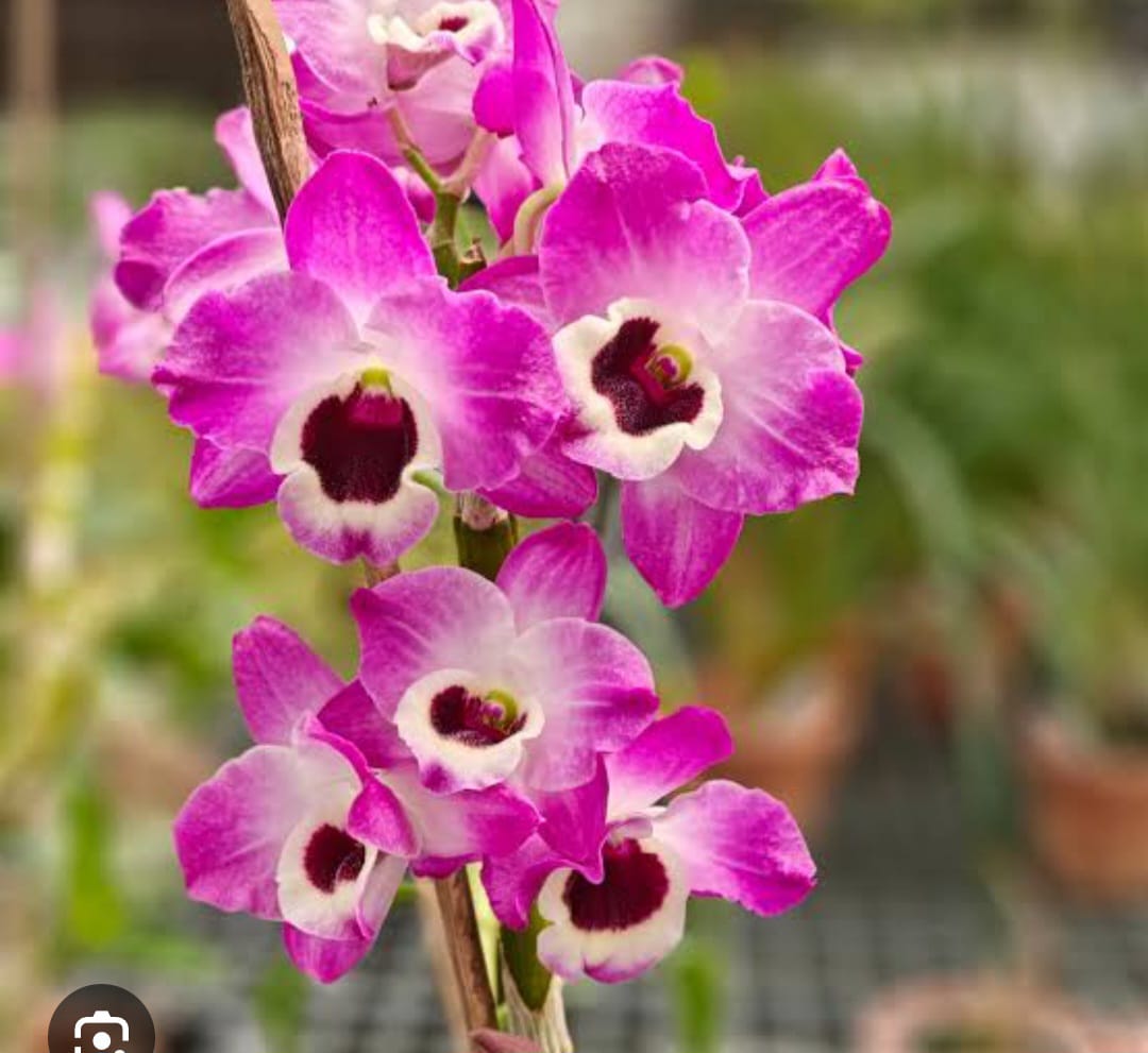 Dendrobium Nobile  3 varities
