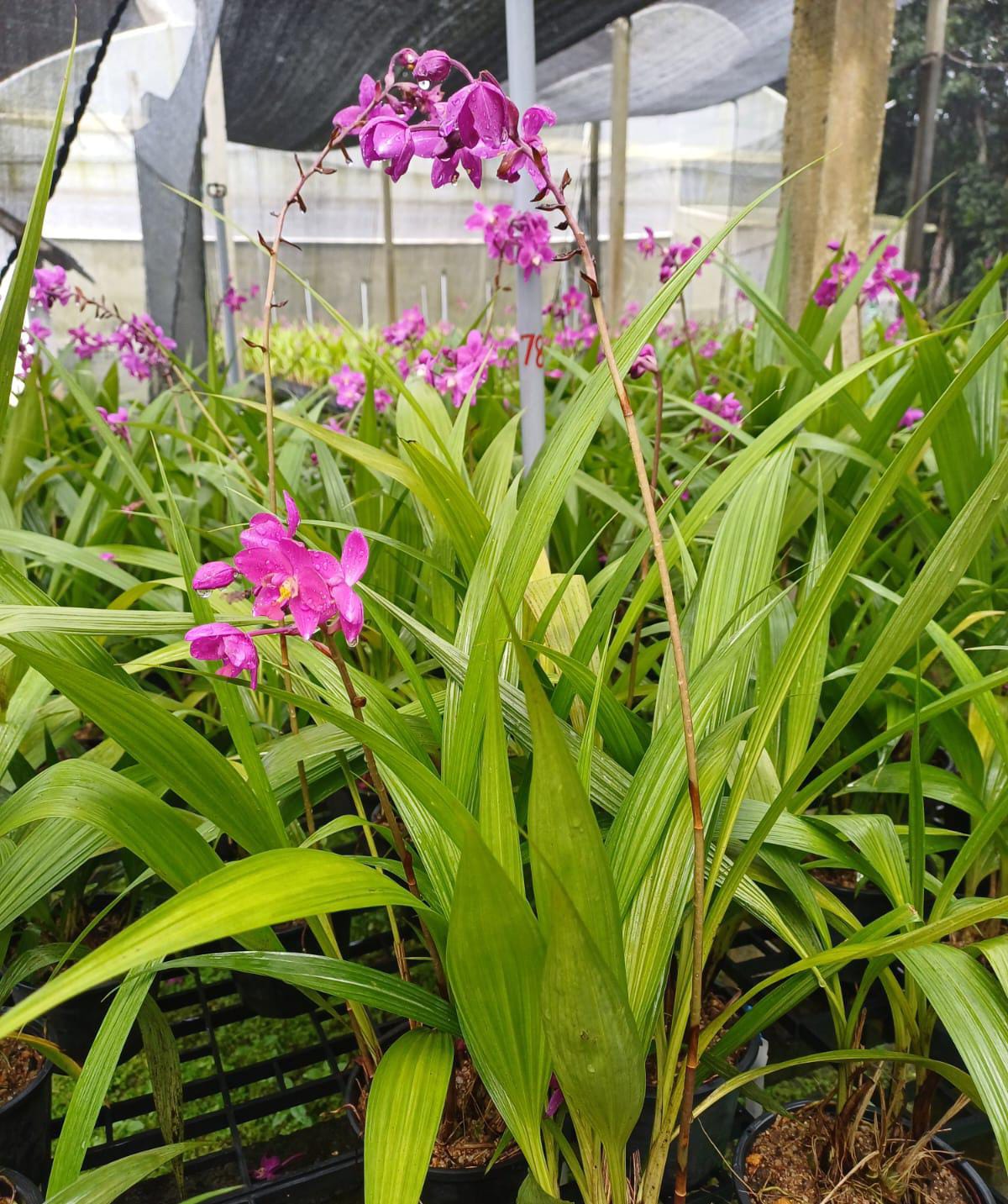 Ground orchid