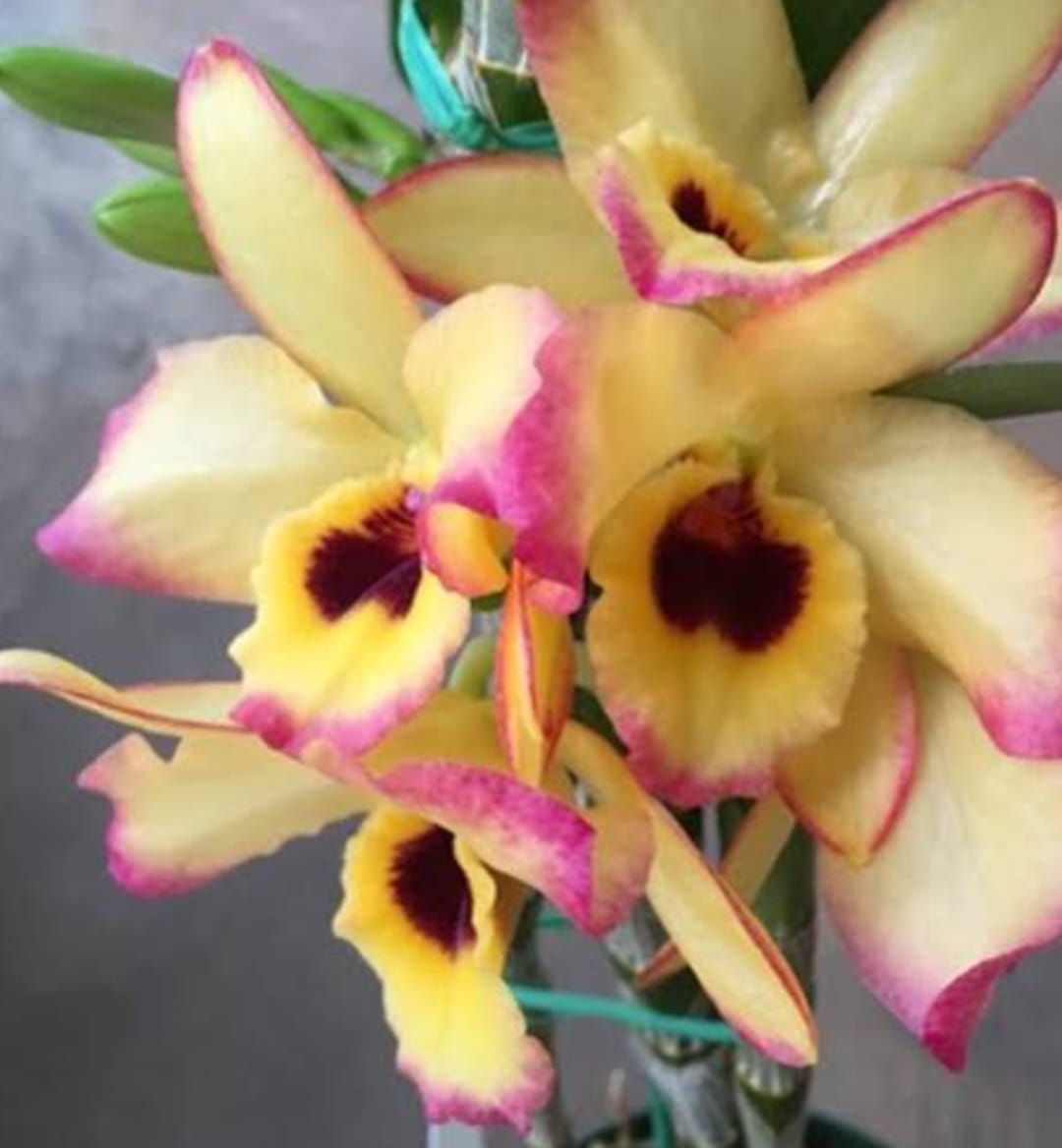 Dendrobium Nobile  3 varities