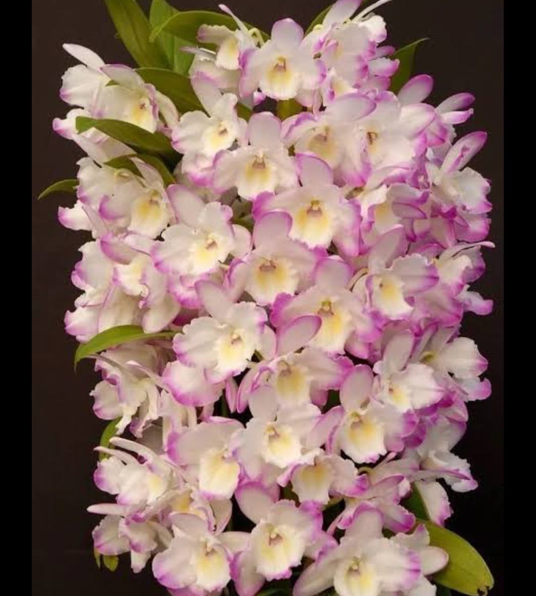 Dendrobium Nobile  3 varities